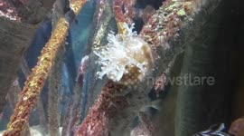 Unimaginable nature , fish ?