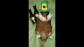 Rat dressed up as a leprechaun for Saint Patrick's Day