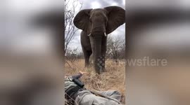 Man has incredible encounter with wild bull elephant on foot