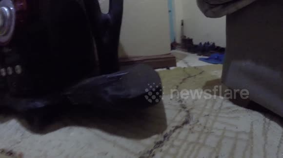 Hide the sugar! Army of driver ants invade man's home in Kenya