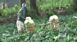 humans can lift 70 kilograms of cabbage while walking tens of meters repeatedly