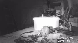 Metal Mickey: UK shed owner finds house-proud mouse has been tidying up at night