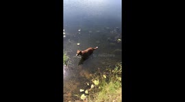 Dog gets heckin fright from swimming rock