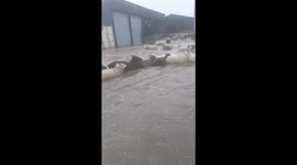 Flock of sheep forced to swim out of their flooded shed after Yorkshire rainstorms
