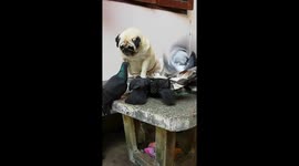 Pug looks sad as pigeons steal his food