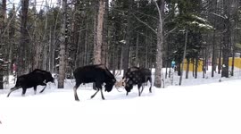 Two moose fight over female at US ski resort to the amazement of tourists