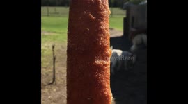 The ART of Eating a Breadstick- By (my billygoat) Ringo