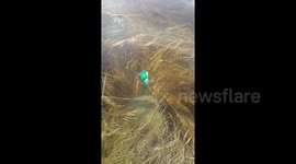 US driver randomly spots plastic bottle spinning in a natural whirlpool