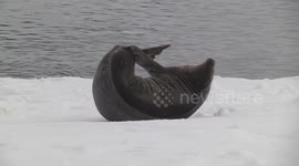 Scratch that itch! Seal in the Antarctic seen scratching itchy flippers