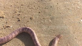 Beached Olive Sea Snake, deceptively chilled out but extremely deadly.