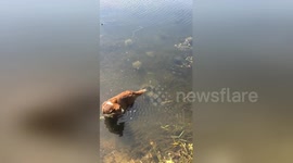 Dog poses for a photo with rocks, not realising they were turtles!