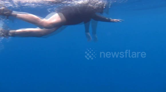 Curious dolphin approaches swimmers