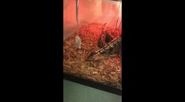 Snake bites strikes for mouse