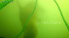 Seal Steals My Bait Bag & Almost My GoPro