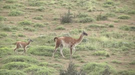 Female Guanacos walking with their cute, newborn calves or chulengos