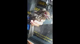 Cuckoo freed after spending all morning trapped inside 250ft high tower crane