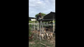 Thai man eats lunch on top of ladder to escape dogs begging for food