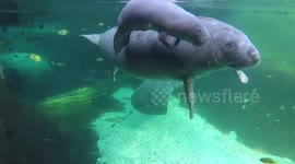 Pregnant sea cow delights zookeepers after giving birth to a healthy baby