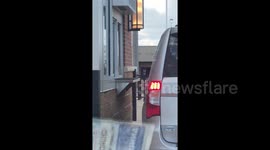 RARE humandog hybrid spotted at a local Starbucks.