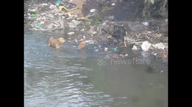 CAT VS 2 DOGS IN POLLUTED RIVER
