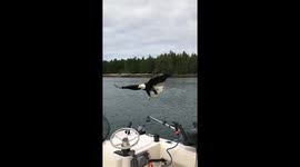 Eagle majestically picks up meal from boat in slow-motion