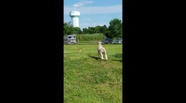Sheep and Corgi Play Fetch