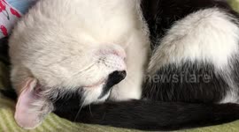 Can’t wake cute snoring cat