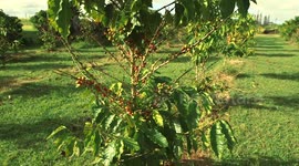 Coffee Bean Plant