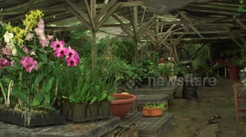 Orchids grow in Greenhouse