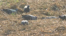 This  Bizarre Bird Are Digging The Ground And Searching Food