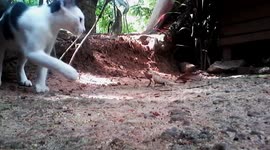 Cat vs lizard! Confused kitty doesn't know what to make of bold little reptile