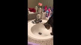 Kitten plays with sink