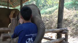 Cute alert! Baby elephant prods mahout with its trunk