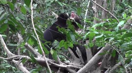 Bears communicate by mimicking each other's facial expressions
