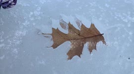 Amazing leaf melted three inches into ice in Quebec province