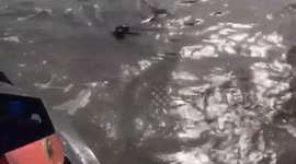 A fearless and friendly seal was caught on camera getting up close and personal with jet skiers and frolicking in the water