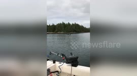Eagle majestically picks up meal from boat in slow-motion