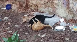 Strange cats behavior