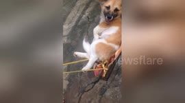 This relaxed dog likes to sleep in a hammock and listen to music