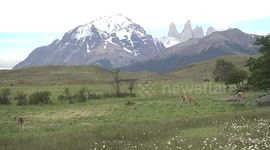 Young male Guanacos wrestling, chest-bumping, nipping and chasing to establish dominance