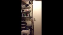 Clever Puppy or Naughty Puppy?