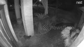 Witch on the prowl? 'Ghost' black cat spotted vanishing on Nest Cam