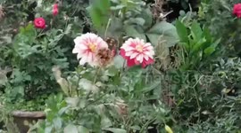 The wind is blowing above two flower