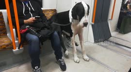Great dane dogs sits on the chair of the train as a human while commuting in London
