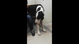 Great dane dogs sits on the chair of the train as a human while commuting in London (vertical)