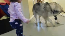 Alaskan Malamute Sojou Having Fun Playing with Cute Baby