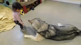 Alaskan Malamute Sojou Therapy Dog Training