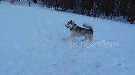 Alaskan Malamute Sojou Lunatic