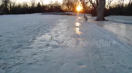 Alaskan Malamute Sojou Spring Fever