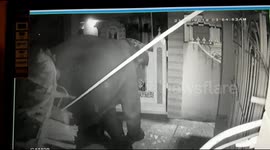 Now that's a gate-crasher! Hungry elephant breaks into Indian home